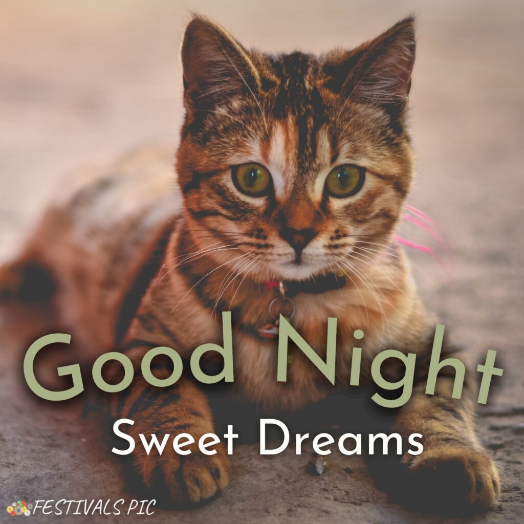 Good Night HD Photos With Animals Download