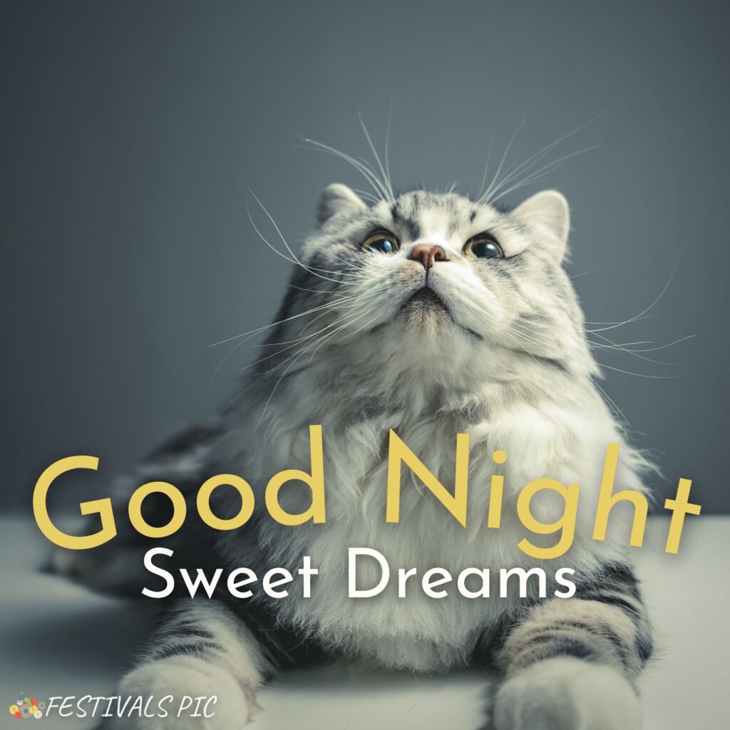 Good Night HD Wallpapers With Cats Download