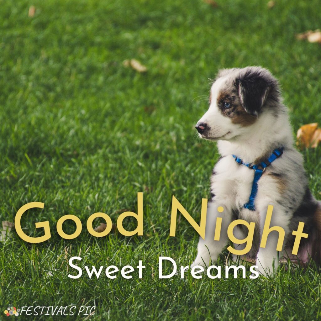 Good Night HD Wallpapers With Dogs Download