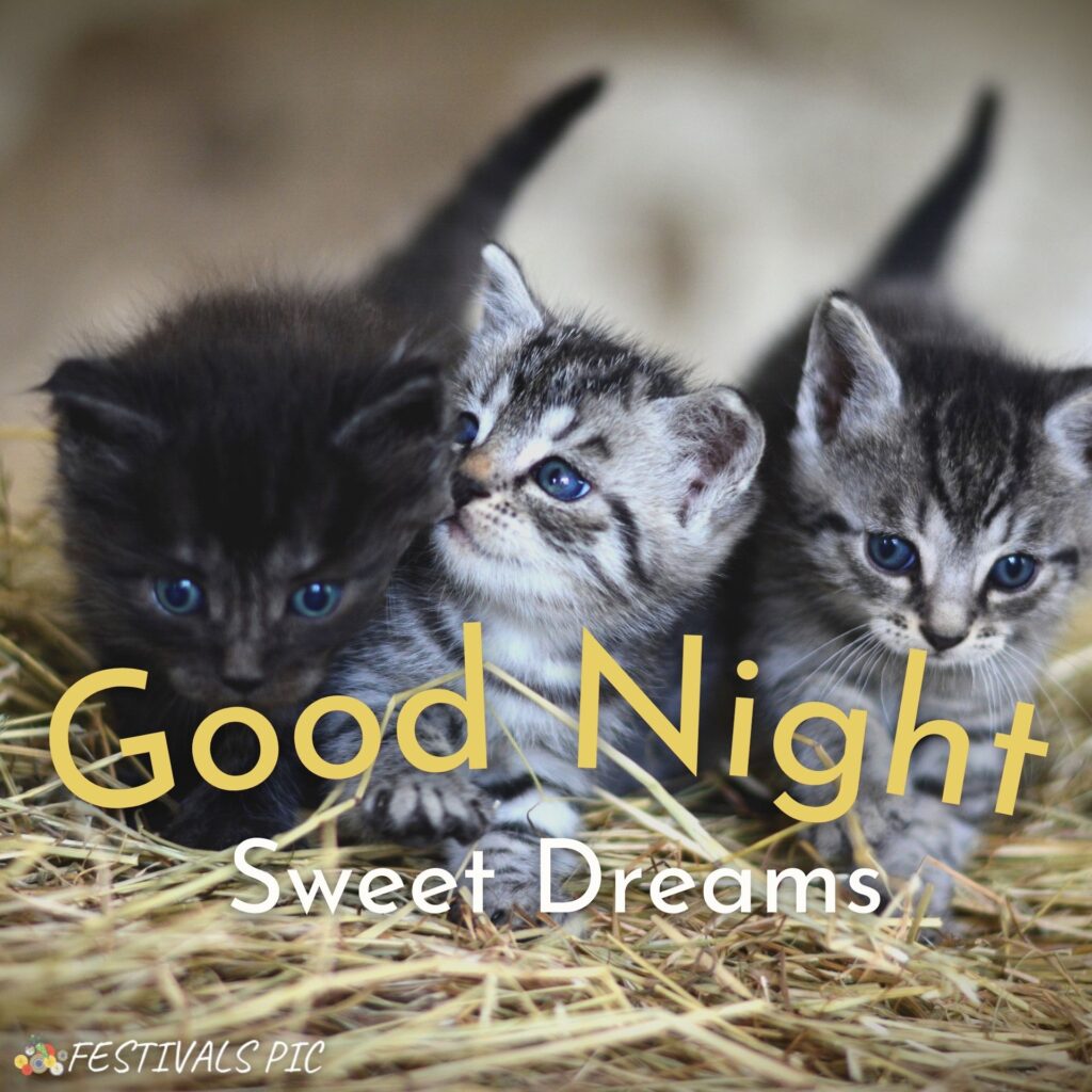 Good Night HD Wallpapers With Animals Download