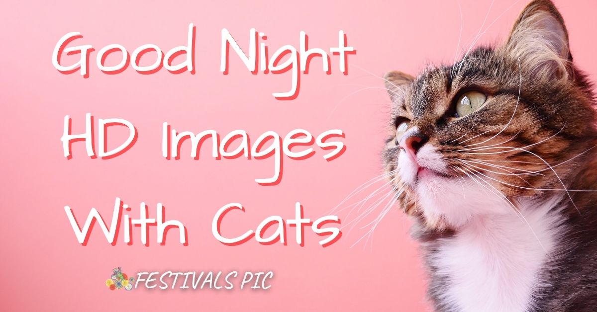 Good Night HD Images With Cats Download