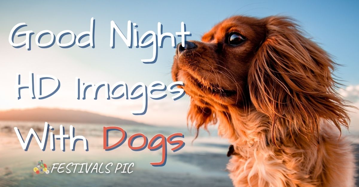 Good Night HD Images With Dogs Download
